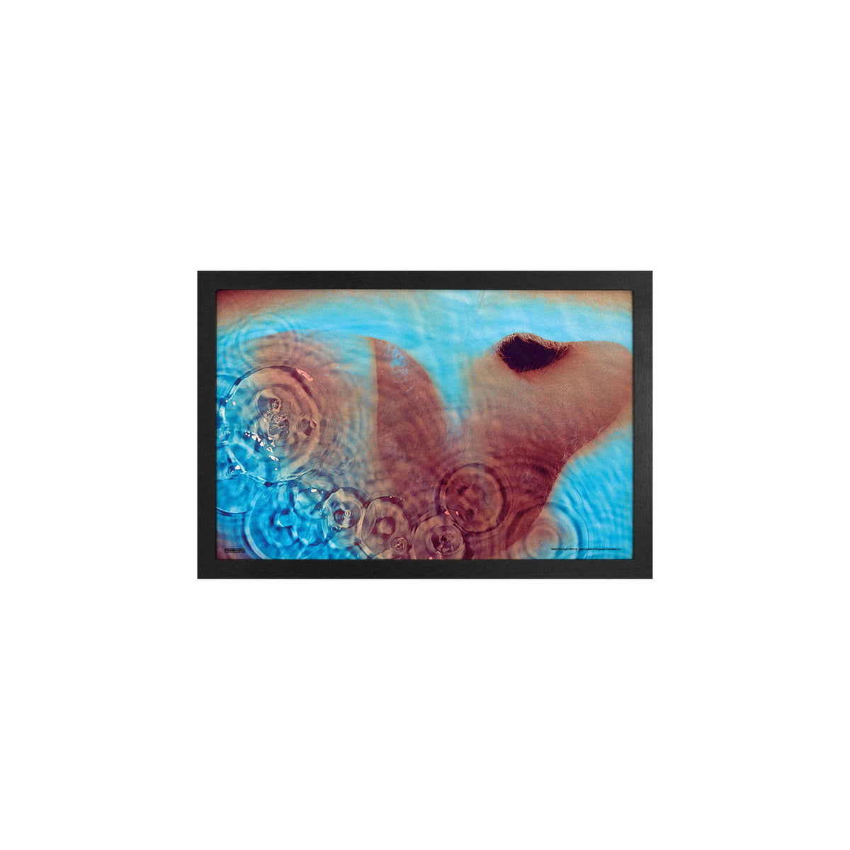 Pink Floyd Meddle Framed Wall Art Front